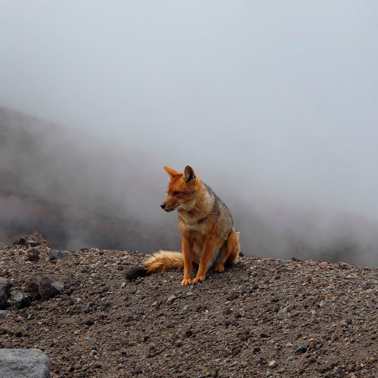 cotopaxi02